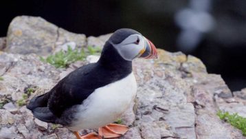 Puffin