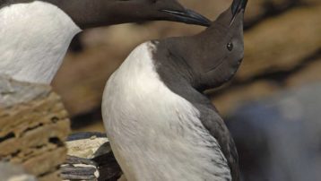 Guillemots