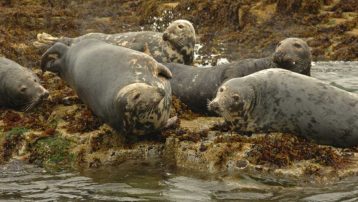 Grey Seals